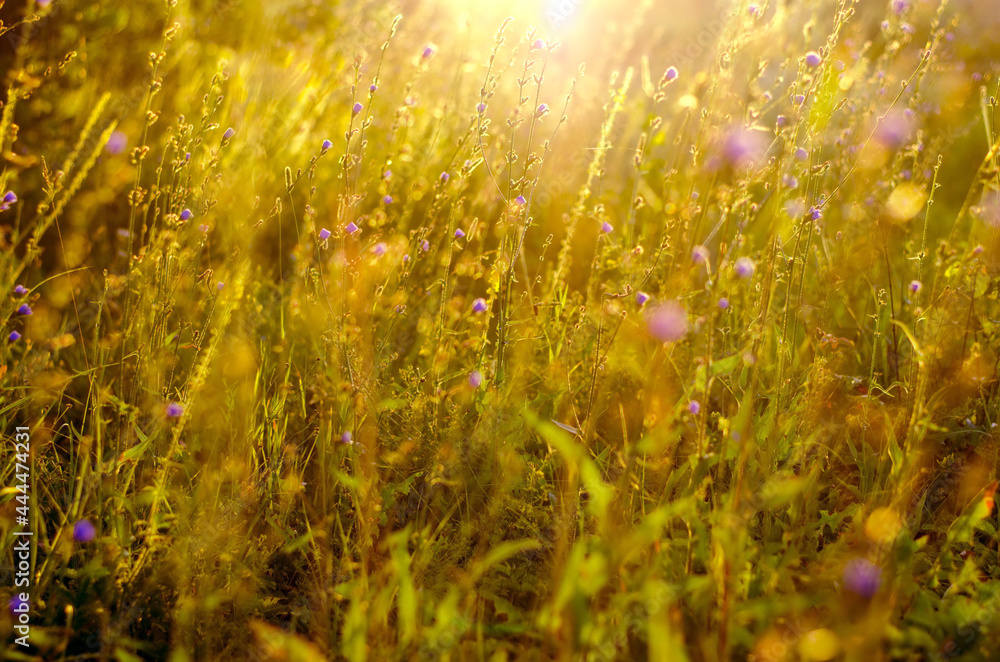 Atmospheric natural background with meadow vegetation in the rays of the rising sun. Bottom view. Toning.