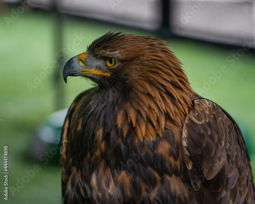 portrait of an eagle