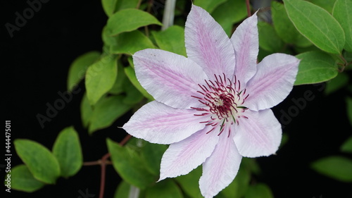 Clematis