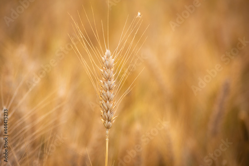 Close up of ripe wheat ears. Rich harvest concept.