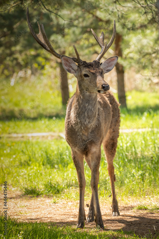 Red deer, full-length adult male in the forest. Red deer, full-length adult male in the forest.