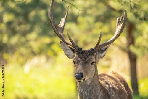 Red deer, adult male with large acid horns. Close-up.