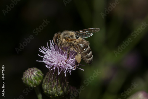 The honey bee is collecting nectar on a flower