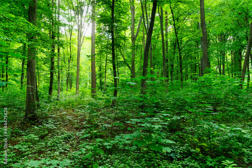 green forest background in a sunny day green forest background in a sunny day