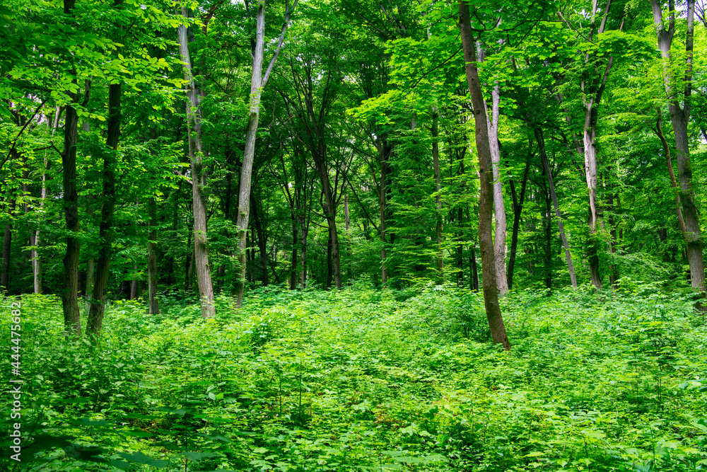 green forest background in a sunny day green forest background in a sunny day
