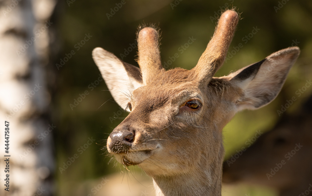 Young male red deer with small horns. Young male red deer with small horns.