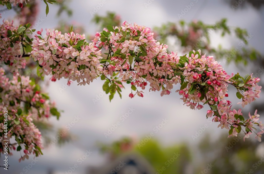 A blossoming tree in the Spring A blossoming tree in the Spring