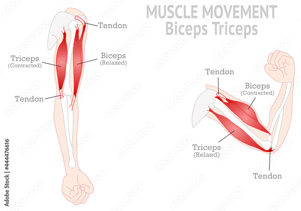 Biceps, Triceps - movement of the arm and hand muscles Stock