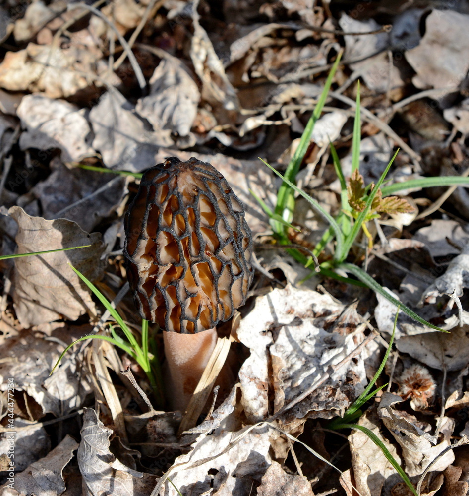 One single nice and healthy specimen of Morchella conica or Black Morel mushroom. One single nice and healthy specimen of Morchella conica or Black Morel mushroom.