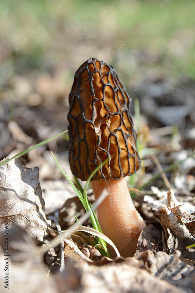 One single nice and healthy specimen of Morchella conica or Black Morel mushroom. One single nice and healthy specimen of Morchella conica or Black Morel mushroom.