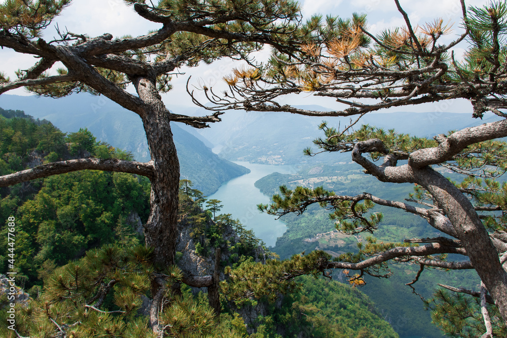 Beautiful view from the top of the mountain on the river canyon and nature. Nature panorama and landscape. Banjska stena. Tara mountain, Europe. 