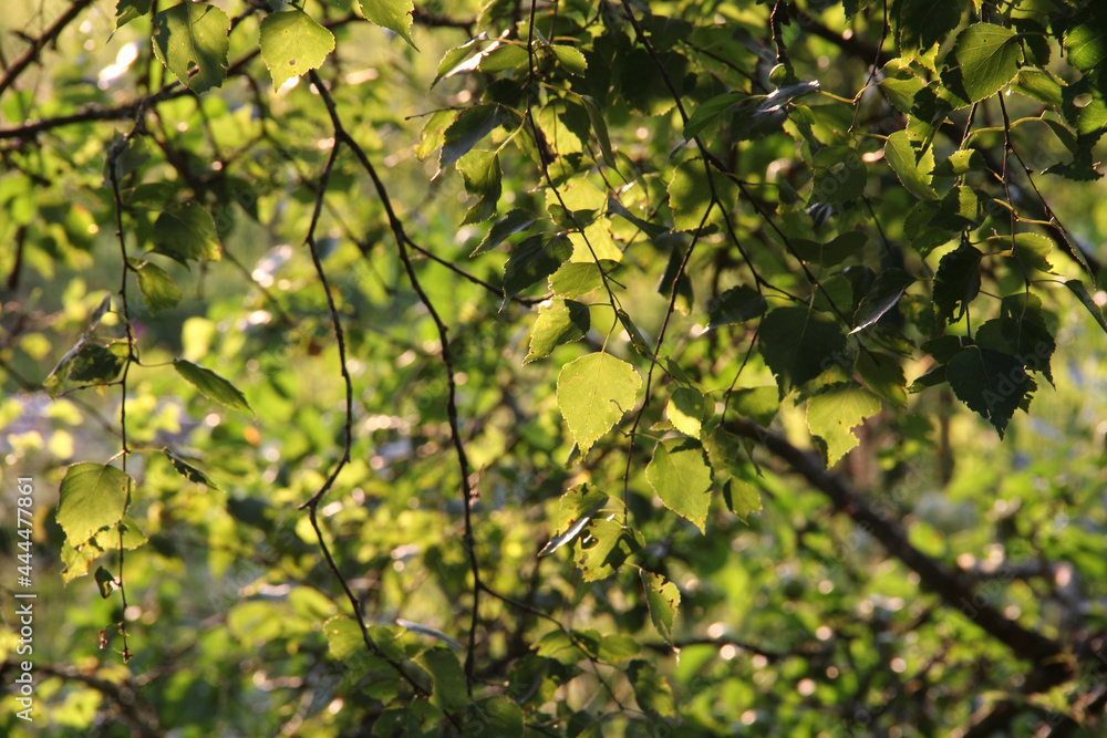 Large green leaf with grass under the bright sun