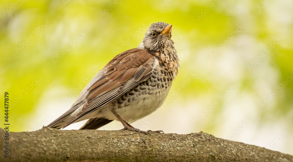 Turdus pilaris Sitting on a tree branch in the woods, close-up, selective focus. Turdus pilaris Sitting on a tree branch in the woods, close-up, selective focus.