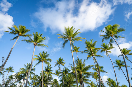 Palm trees on a sunny day