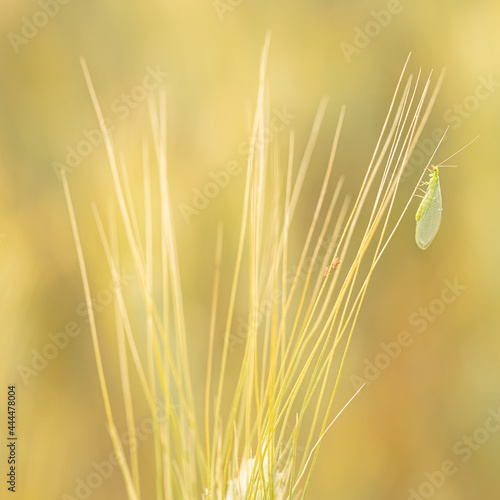 Fototapet The green lacewing - Chrysopa carnea - devouring aphids