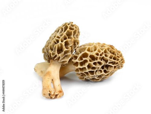Morel mushroom, its scientific name is Morchella esculenta isolated on white.
