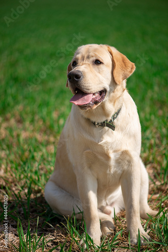 Active, smile and happy purebred labrador retriever dog outdoors in grass park on sunny summer day.