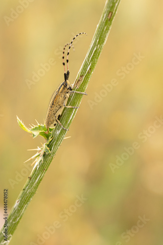  Dahl's Agapanthus (Agapanthia dahli)