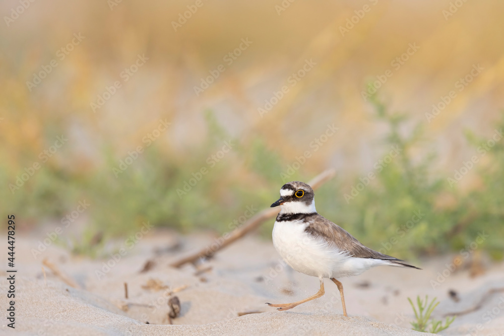 Little ringed plover in the Italian beach Little ringed plover in the Italian beach
