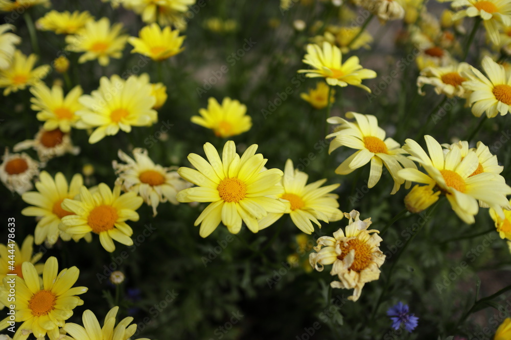 花壇の花 花壇の花