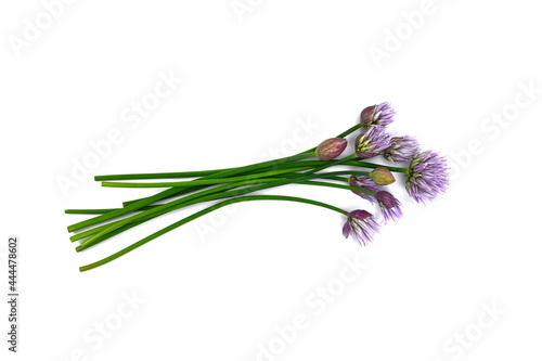 Chives with Flowers isolated on white background. Blooming chives.