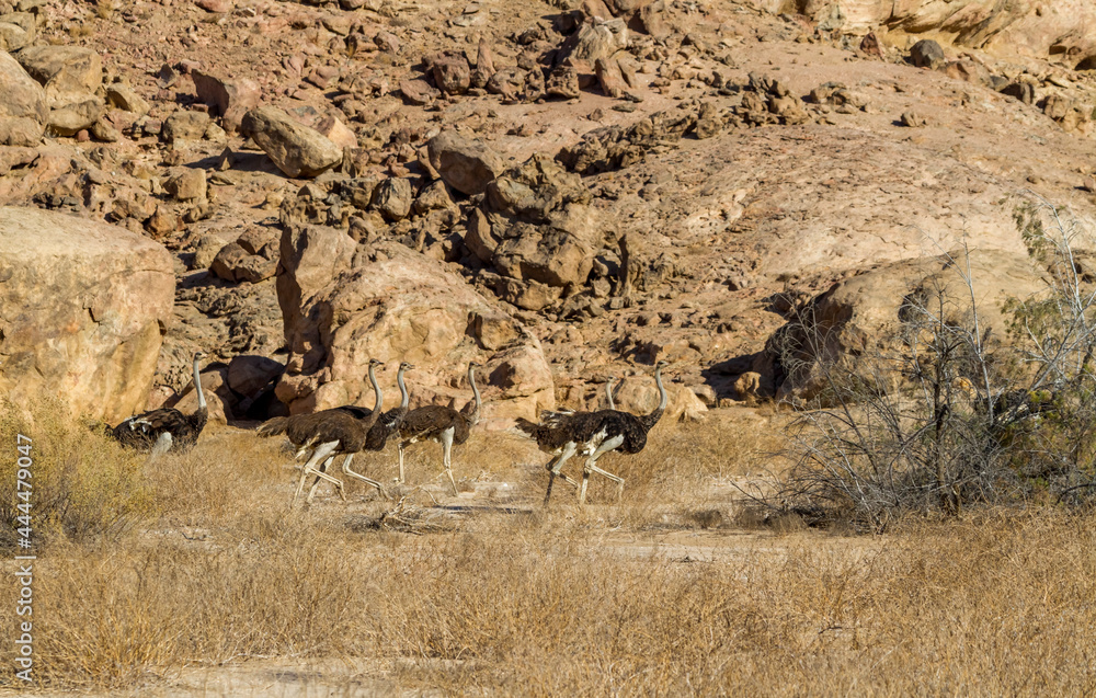 Afrikanische Strauße (Struthio camelus), Namibia Afrikanische Strauße (Struthio camelus), Namibia