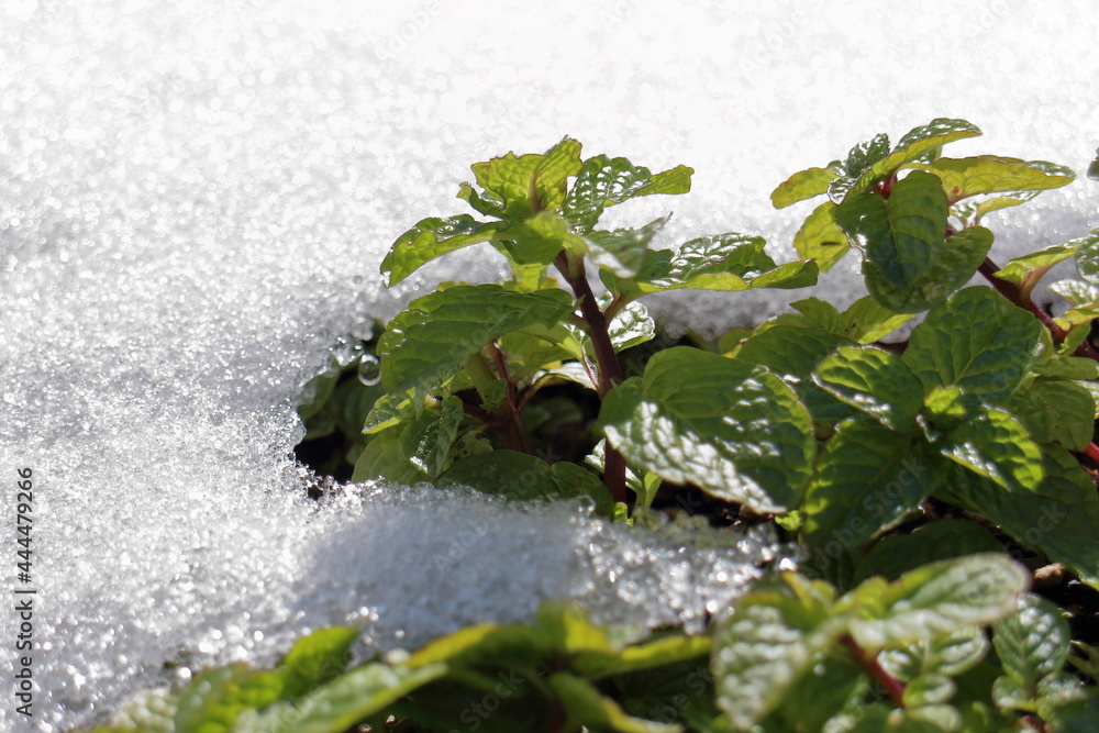 Naklejka premium 雪の中のミント