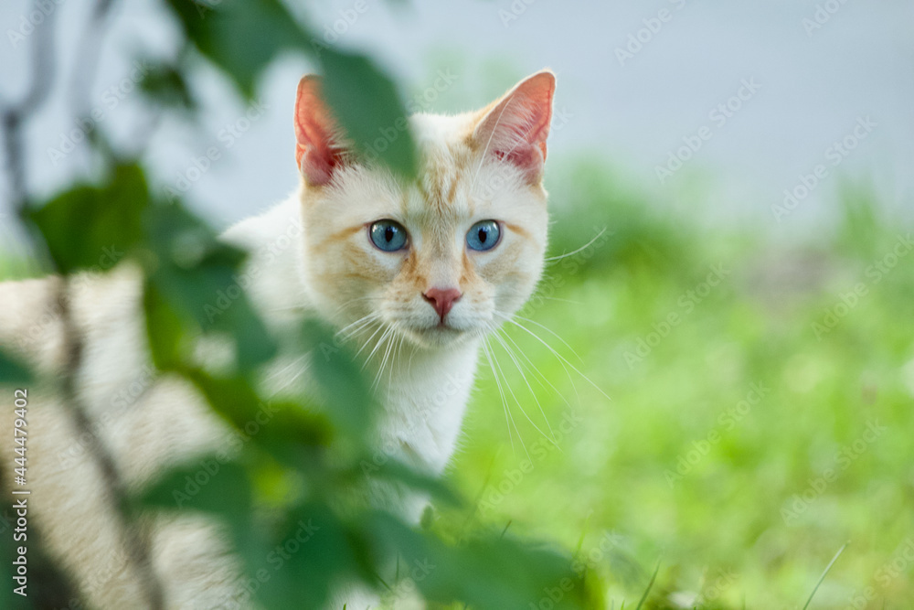 Cat behind bush #2