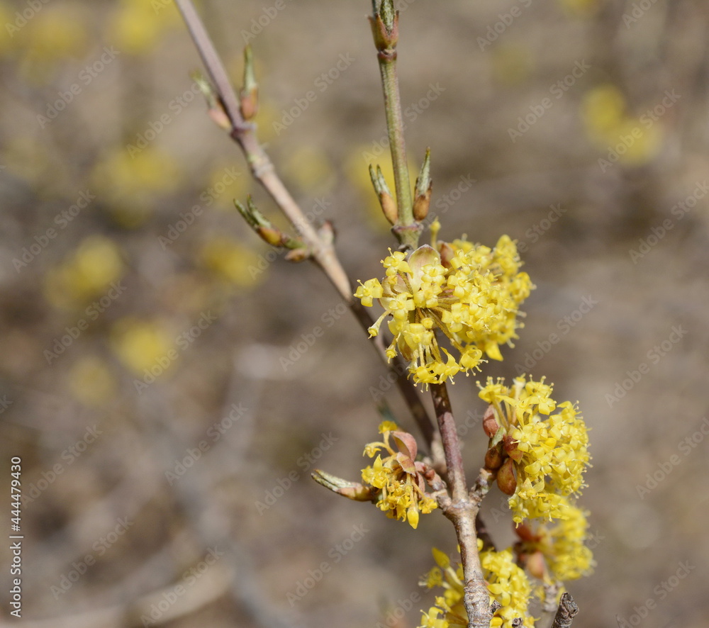 branches with flowers of European Cornel (Cornus mas) in early spring. Cornelian cherry, European cornel or Cornelian cherry dogwood (Cornus mas) flovering. Early spring flowers in natural habitat