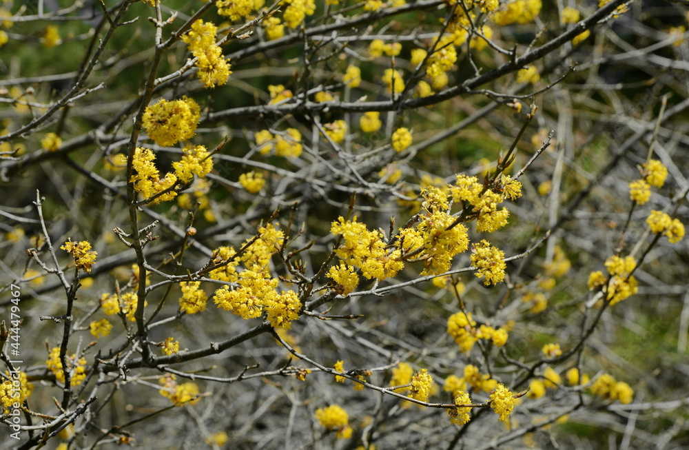 branches with flowers of European Cornel (Cornus mas) in early spring. Cornelian cherry, European cornel or Cornelian cherry dogwood (Cornus mas) flovering. Early spring flowers in natural habitat branches with flowers of European Cornel (Cornus mas) in early spring. Cornelian cherry, European cornel or Cornelian cherry dogwood (Cornus mas) flovering. Early spring flowers in natural habitat