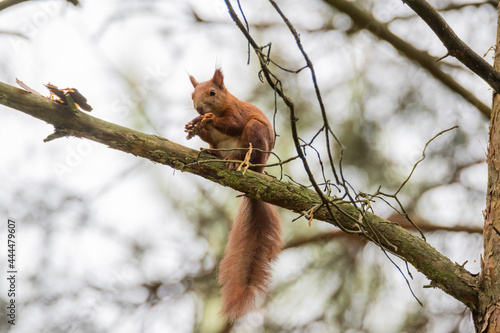 Squirrel sitting on the branch. Eats cone seeds. © Bartomiej Kamiński