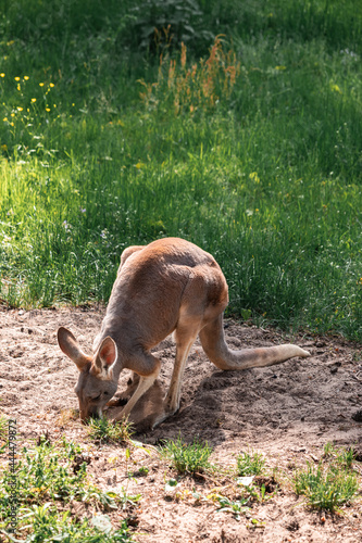Fototapeta Naklejka Na Ścianę i Meble -  animal kangaroo in green grass