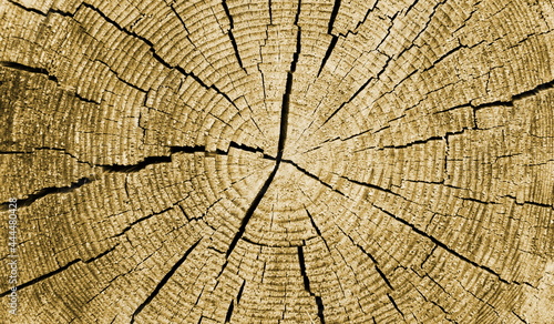 Hintergrund Baumstamm, Holzmaserung, Holz, Jahresringe, Baum