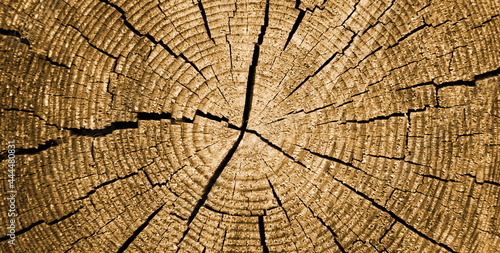 Holzstruktur, Holzhintergrund, Jahresringe eines gefällten Baumes in Beige und Canvas