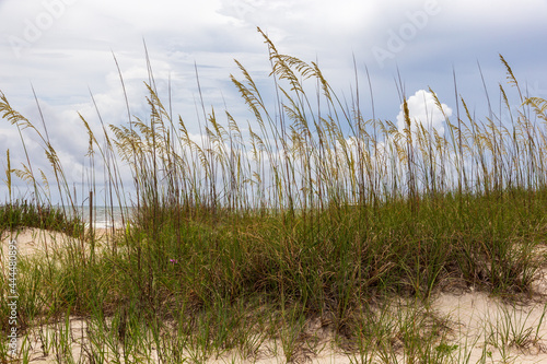 Seashore sand and sea oats on the beach at St. Augustine, Florida in the summer.