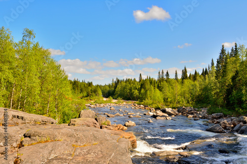 forest in the mountains