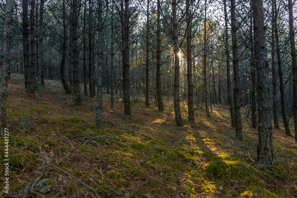 coniferous forest on the Curonian Spit in the rays of the sun