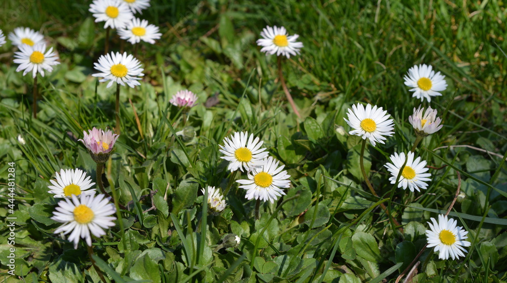 Fototapeta premium Field of daisy and dandelion flowers in sunny day. Summer flower close up. Selective focus.