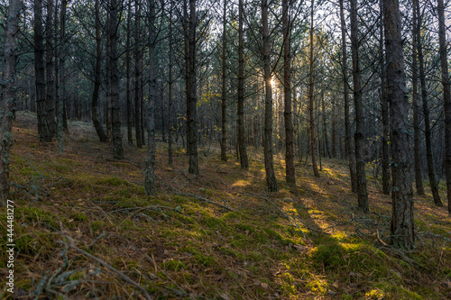 coniferous forest on the Curonian Spit in the rays of the sun © Sergey