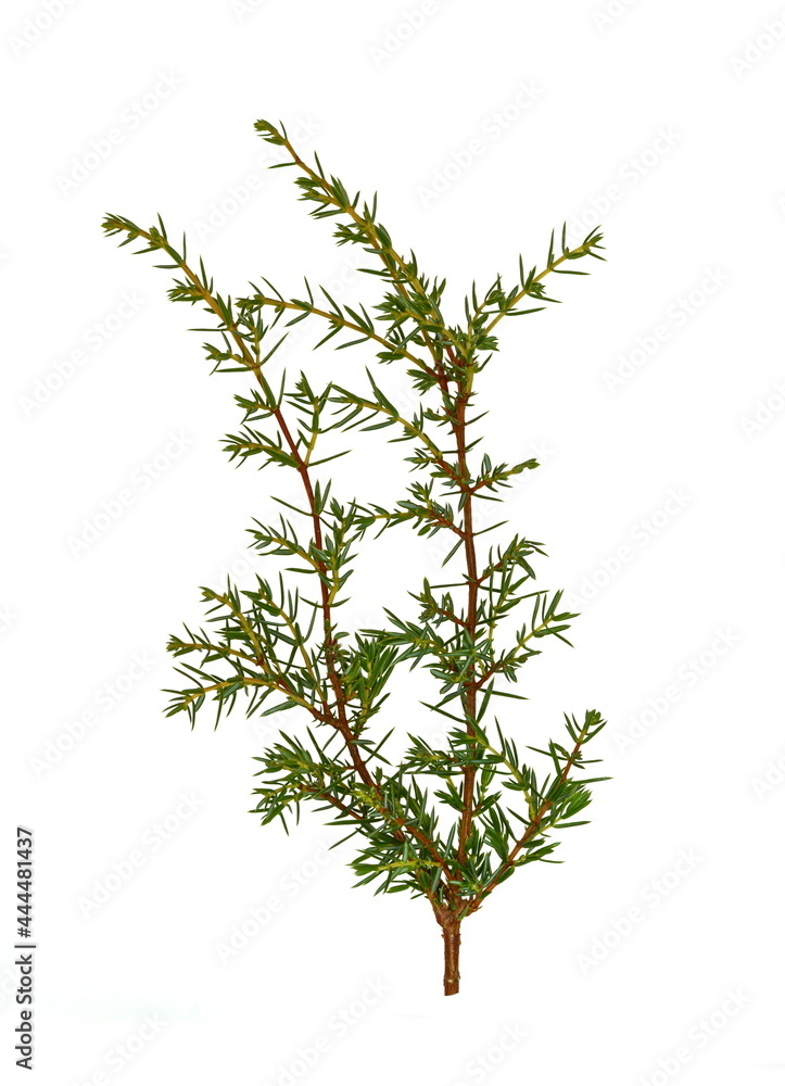 Evergreen Juniper twig isolated on white background. Evergreen Juniper twig isolated on white background.