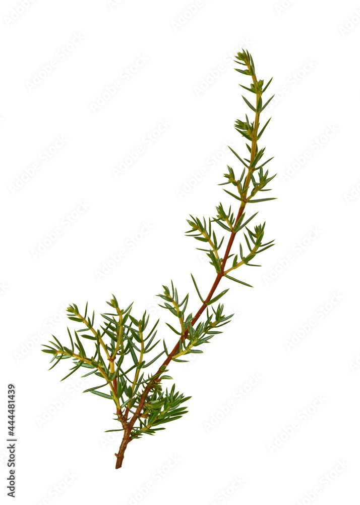 Evergreen Juniper twig isolated on white background. Evergreen Juniper twig isolated on white background.