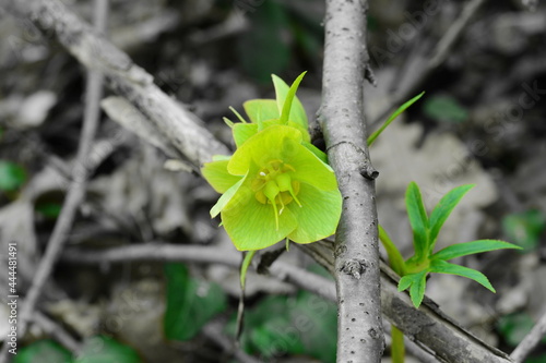 Close up of Green flower hellebores, Helleborus odorus.
