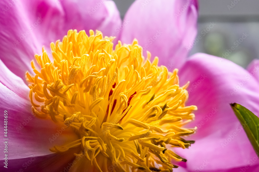 Purple peony bud, yellow stamen, macro close up. Natural defocused background. Delicate background. Soft focus, blurred background. Purple peony bud, yellow stamen, macro close up. Natural defocused background. Delicate background. Soft focus, blurred background.