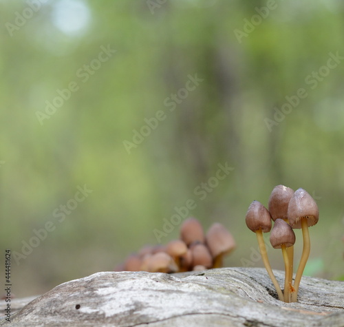 Mycena renati, commonly known as the beautiful bonnet is a species of mushroom in the family Mycenaceae. The world of mushrooms. © Sanja