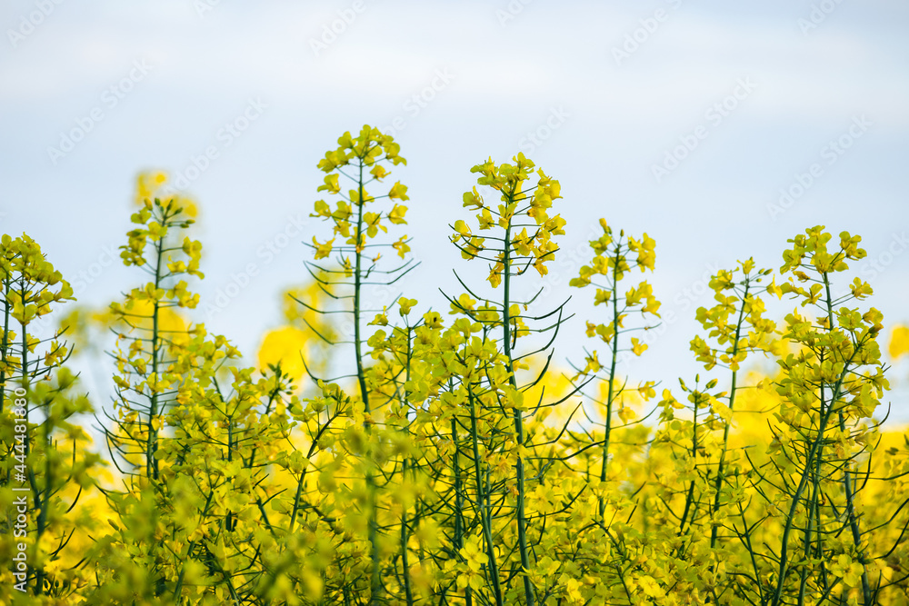 yellow flowers of rapeseed field 