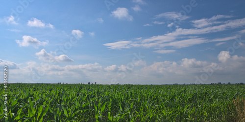 Green corn field against a blue sky with white clouds