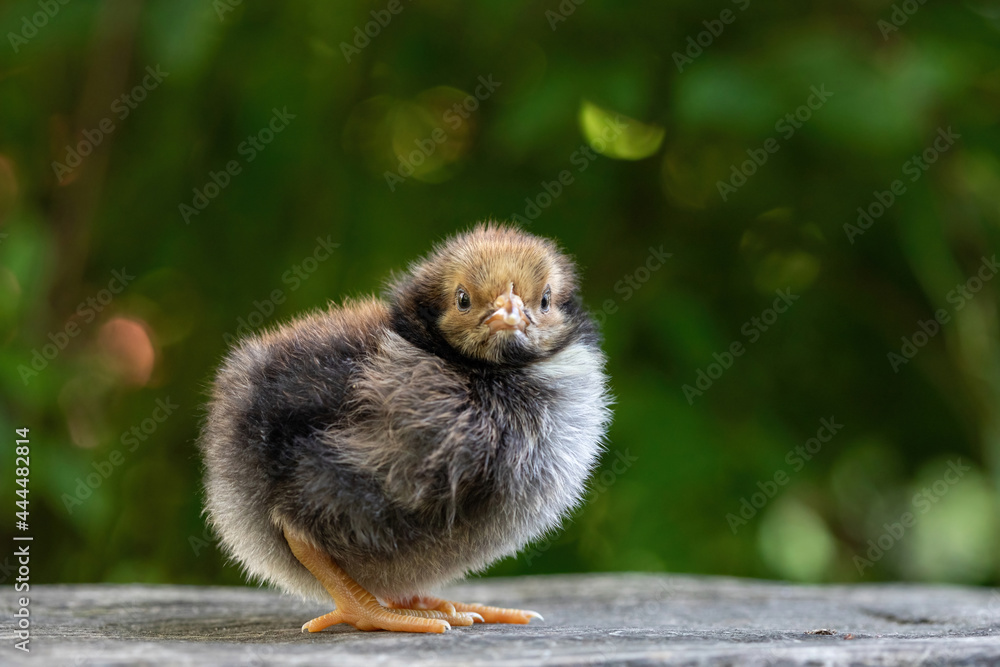 Cute little chicken portrait