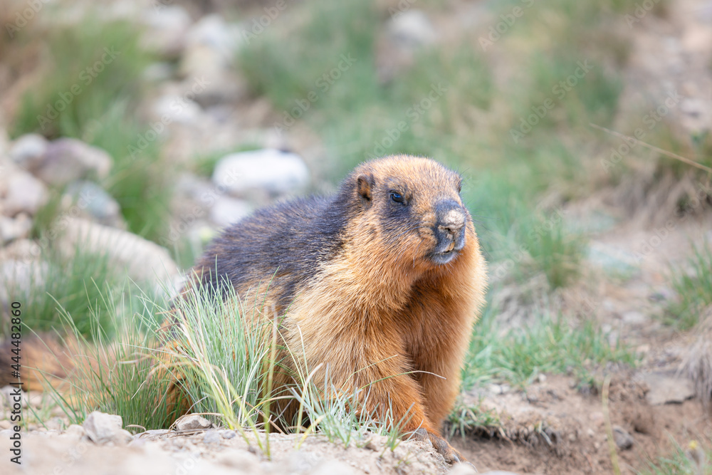 Marmot portrait in highland deosai plains . Pakistan Marmot portrait in highland deosai plains . Pakistan