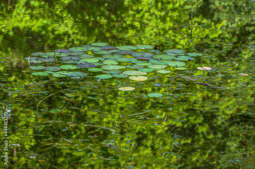Fototapeta Naklejka Na Ścianę i Meble -  Viele Seerosen erblühen in einem kleinen Teich