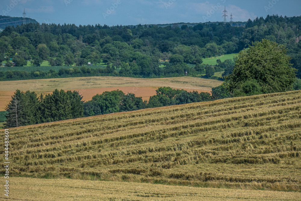 Von Wind und Regen nieder gedrücktes Weizenfeld im Sommer